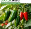 Chili Early Jalapeno Samen - Capsicum annuum - Chilisamen - Produktbild-Vorschau 2
