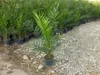 Angebot Palme 140-170 cm Phoenix canariensis, kanarische Produktbild-Vorschau 2