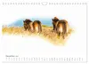 Exmoor Ponnys - Die letzten Ihrer Art (Wandkalender 2027 Produktbild-Vorschau 15