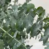 Eukalyptus Gunnii - Frostharter und duftender Produktbild-Vorschau 3