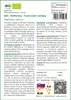 SAFLAX - BIO - Reďkovky - Francúzske raňajky - Raphanus Náhľad obrázku produktu 3
