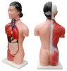 Anatomie Anatomisches Körper Modell Torso 45cm Frau mit Produktbild-Vorschau 4
