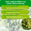 Purgrün Ficus-Dünger 1 Liter, Produktbild-Vorschau 3