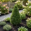 2x Ilex Jenny Pyramid P21 H80 Produktbild-Vorschau 2