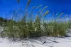 Stauden Gänge 1 x Ammophila arenaria im 1 Liter Topf - Produktbild-Vorschau 5