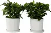 Jasmin du Cap - Set de 2 - Gardenia jasminoides - Hauteur Voir les images du produit 7