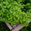 Bloomique - Zestaw 3 szt. - Melissa Officinalis - Melisa Podgląd zdjęcia produktu 3