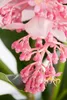Dehner Medinille, Medinilla magnifica, rosa-farbene Blüten, Produktbild-Vorschau 2