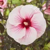 XXL Hibiscus moscheutos CAROUSEL Pink Candy Hibiskus Podgląd zdjęcia produktu 1