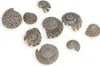 Umbonium vestiarium,verpackt mit 0,5kg, Größe ca. 0,5-1cm, Produktbild-Vorschau 4