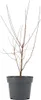 Acer Palmatum Taylor, ca. 50 cm hoch, Topf 19 cm, Produktbild-Vorschau 2