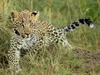 Calvendo Leoparden – Kleiner unterwegs 1000 Teile Puzzle Produktbild-Vorschau 2
