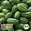 Samenliebe  Gurke Samen | Mexikanische Minigurke - Produktbild-Vorschau 4