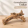 Kuwa Deko-Wurzel 25-30 oder 40-50 cm Maulbeerbaum Morus Produktbild-Vorschau 4
