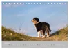 Australian Shepherd 2027 (Tischkalender 2027 DIN A5 quer), Produktbild-Vorschau 7