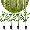 Set mit 4 Hängebirken (Betula pendula) – Höhe 60 cm – Produktbild-Vorschau 1