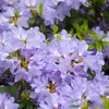Rhododendron 'Blue Tit' | 20-30 cm in vaso Anteprima dell’immagine prodotto 2