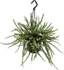 Urban Jungle Elegance Moderno cactus da appendere con Anteprima dell’immagine prodotto 1
