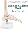 Anatomie Skelett Modell Lebensgroß Anatomisches Knochen Produktbild-Vorschau 1