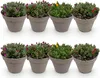 Exotenherz, plante couvre-sol - Mélange de Delosperma - Voir les images du produit 2