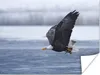 MuchoWow® Poster Vogel - Amerika - Amerikanischer Produktbild-Vorschau 1