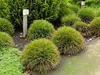 Stauden Gänge 1 x Luzula pilosa 'Igel' im 1 Liter Topf - Produktbild-Vorschau 2