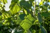 Vitis vinifera 'Erdbeertraube', Weinrebe, süß, 80–100 cm Produktbild-Vorschau 5