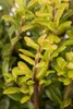 Ilex crenata 'Convexa', Japanische Stechpalme, immergrün, Produktbild-Vorschau 4