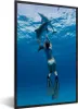 MuchoWow® MuchoWow® Gerahmtes Poster Delphin - Tauchen - Produktbild-Vorschau 1