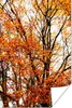 MuchoWow® Poster Wald - Herbst - Jahreszeiten 20x30 cm - Produktbild-Vorschau 1