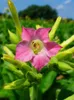 Tabakpflanze (Nicotiana tabacum)  - 100 Samen Produktbild-Vorschau 3