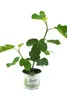 Enseleits Feigenbaum, Ficus carica, Feigenbaum  Winterhart Produktbild-Vorschau 1
