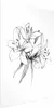 Posterpapier Poster - Drawn Flowers 29.7x42 cm Blumen Produktbild-Vorschau 1