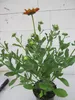 Rudbeckia hirta - Sunbeckia Big Smile Smiley - Sonnenhut Produktbild-Vorschau 2