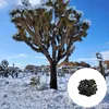 Exotensamen - 5er Pack - Winterhart - Yucca Brevifolia - Produktbild-Vorschau 1
