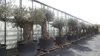 uriger, alter Olivenbaum, knorrige Olive 100 Jahre, Produktbild-Vorschau 6