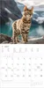 Katzen 2027 Produktbild-Vorschau 2