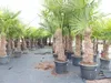 2 Stück Trachycarpus fortunei, 70 - 100 cm Stamm, 210 - 250 Produktbild-Vorschau 6