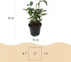 GreenboutiQ - Sträucher - Camelia japonica Tricolour - Produktbild-Vorschau 3