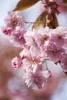 Prunus subhirtella 'Accolade', Zierkirsche, rosa Blüten, Produktbild-Vorschau 5