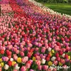 500 Tulpenzwiebeln – 5 farbenfrohe Sorten Produktbild-Vorschau 5