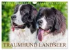 Traumhund Landseer (Wandkalender 2027 DIN A4 quer), Produktbild-Vorschau 1