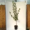 Apfelbaum `Rewena´ - Resistenzsorte - 120-140cm im 10 Liter Produktbild-Vorschau 2