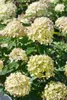 Hydrangea paniculata 'Little Lime', Rispenhortensie, Produktbild-Vorschau 6