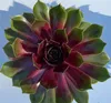 Hauswurz - Sempervivum 'Tesoro' - Dachwurz, Sempervivum, Produktbild-Vorschau 1