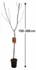 Pfirsichbaum ‘Cardina’ 150–200 cm – Prunus persica, süßer Produktbild-Vorschau 5