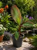 Rote Zierbanane (Ensete ventricosum 'Maurelii') 40–60 cm – Produktbild-Vorschau 3