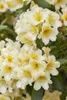 Rhododendron yak. 'Millenium Gold', gelb, 25–30 cm Produktbild-Vorschau 2