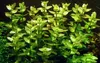 Aquarium Pflanze Bacopa caroliniana AquaOne Nr.343 Produktbild-Vorschau 1