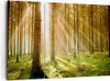 Bild auf Leinwand - Leinwandbild - Bäume Sonne Natur - Produktbild-Vorschau 1